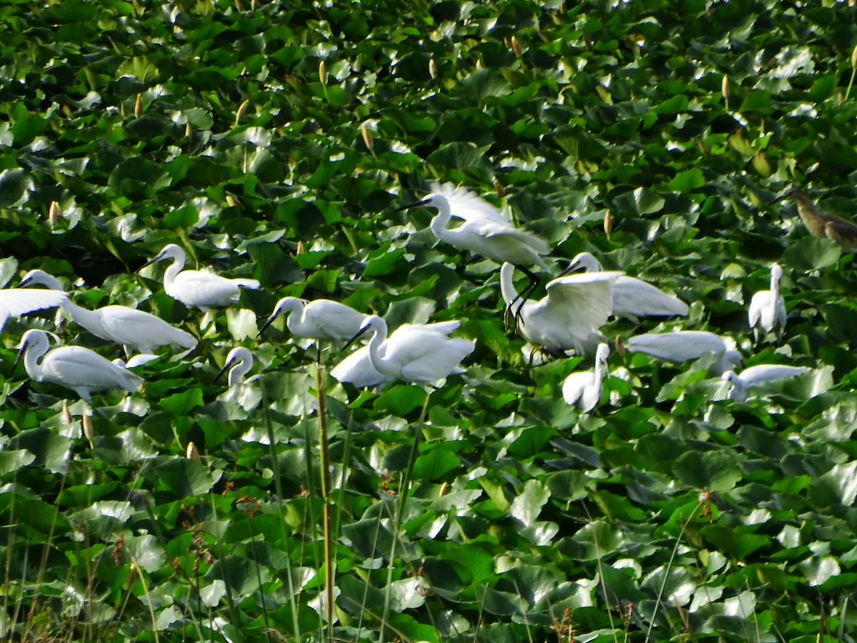 Little Egret - ML638268783
