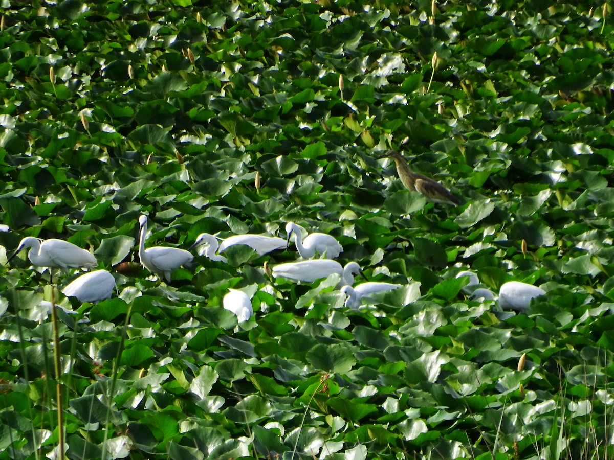 Little Egret - ML638268785