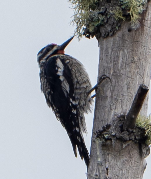 Yellow-bellied Sapsucker - ML638268787