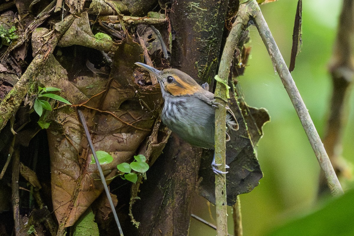 Tawny-faced Gnatwren - ML638268796