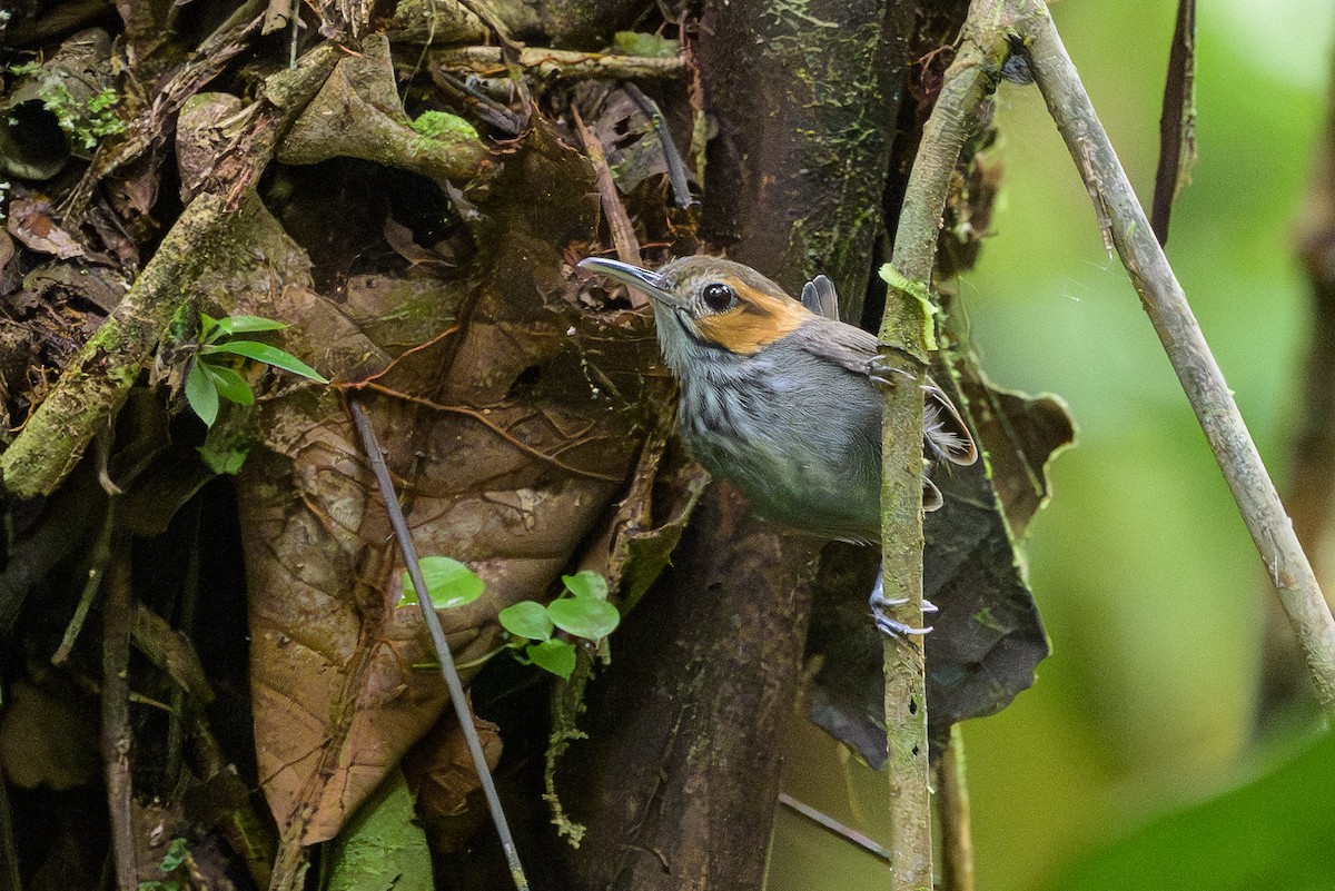 Tawny-faced Gnatwren - ML638268797
