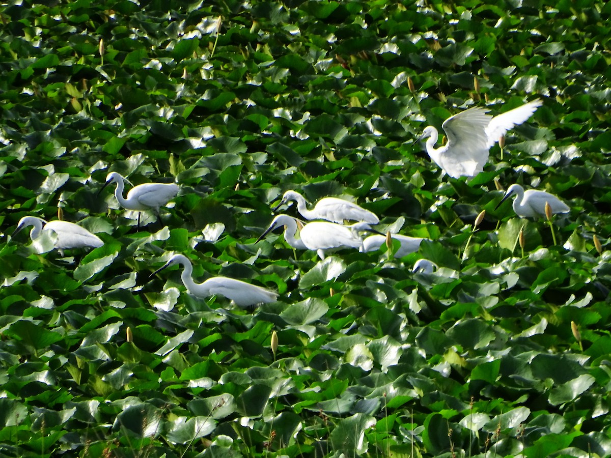 Little Egret - ML638268798