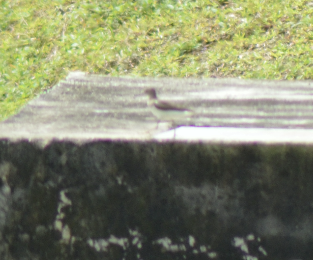 Common Sandpiper - ML638268799