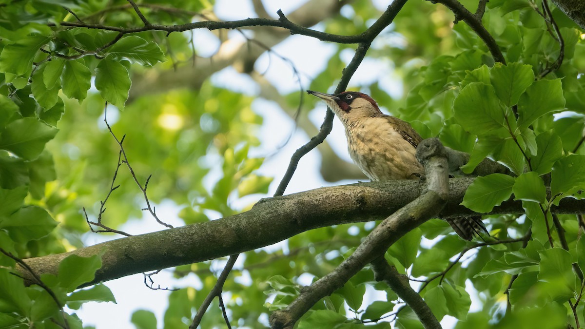 Eurasian Green Woodpecker - ML638268846