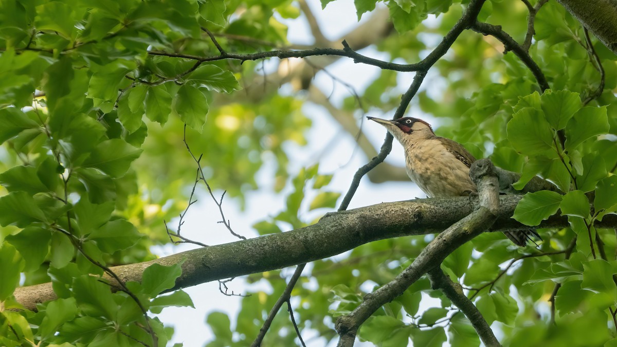 Eurasian Green Woodpecker - ML638268847