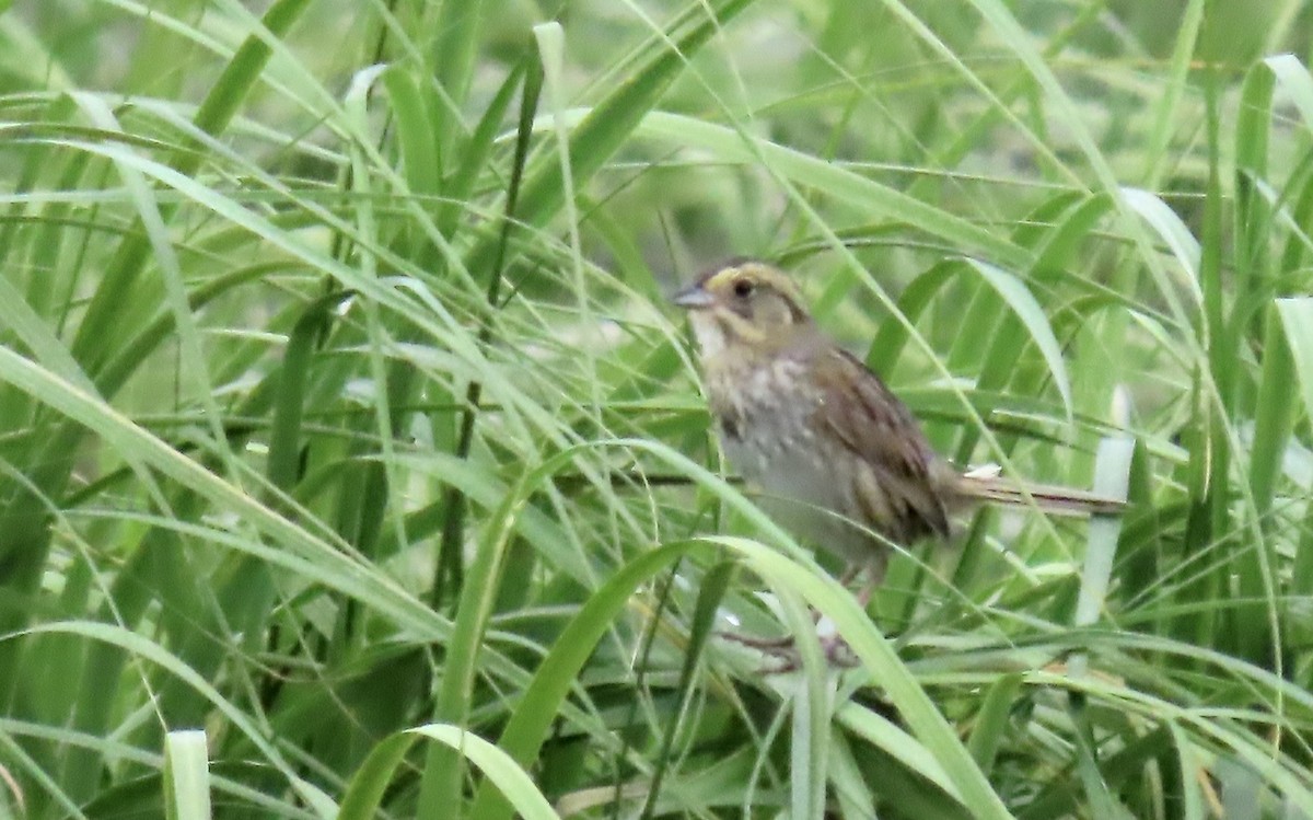 Nelson's Sparrow - ML638268855