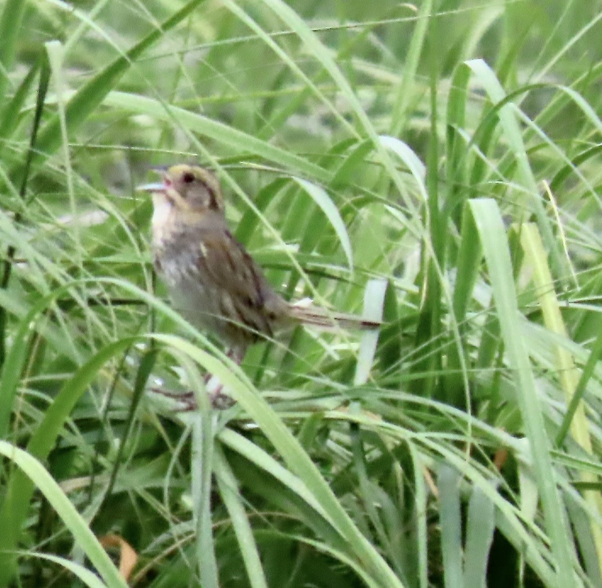 Nelson's Sparrow - ML638268856