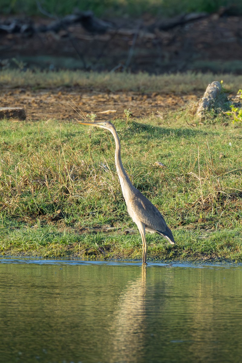 Purple Heron - ML638268860