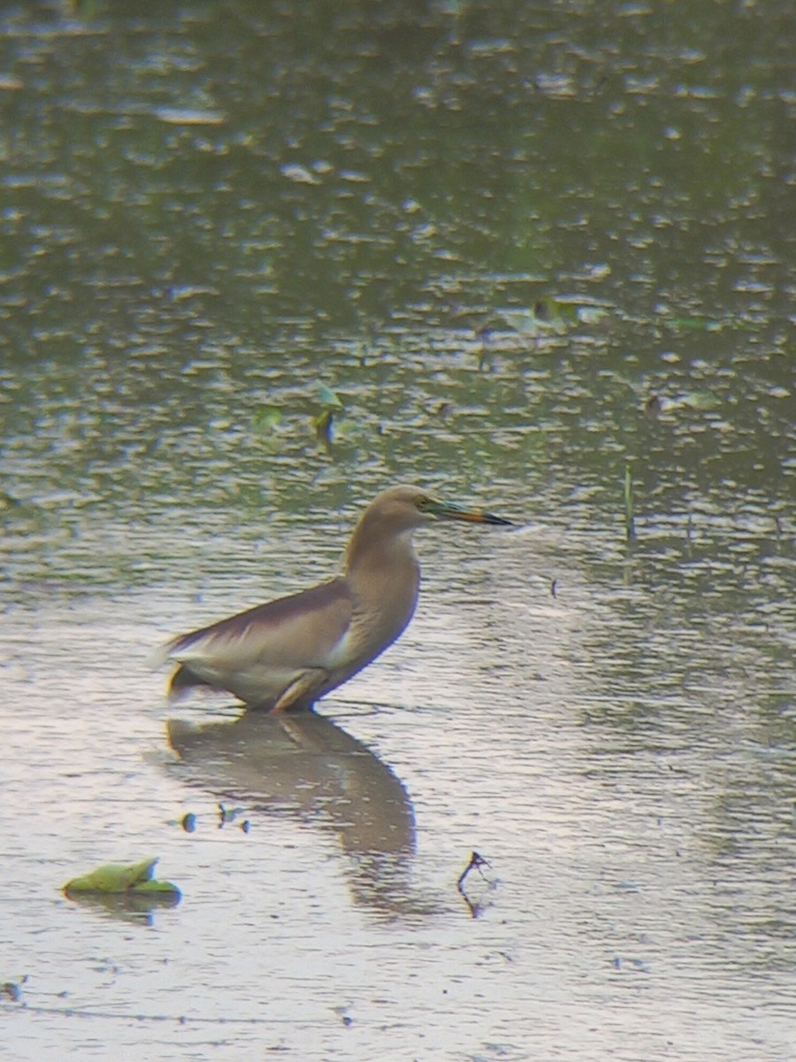 Indian Pond-Heron - ML638268886