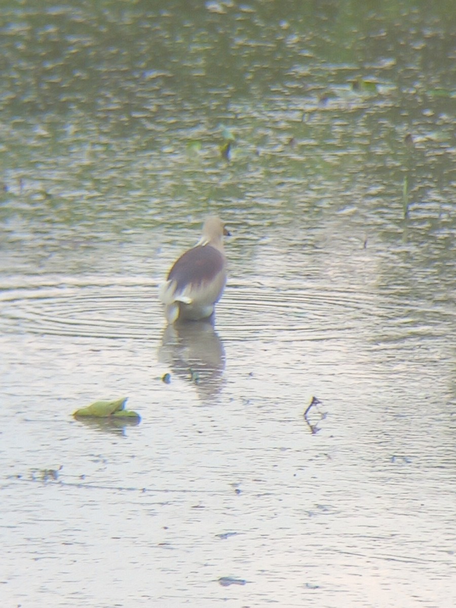 Indian Pond-Heron - ML638268887