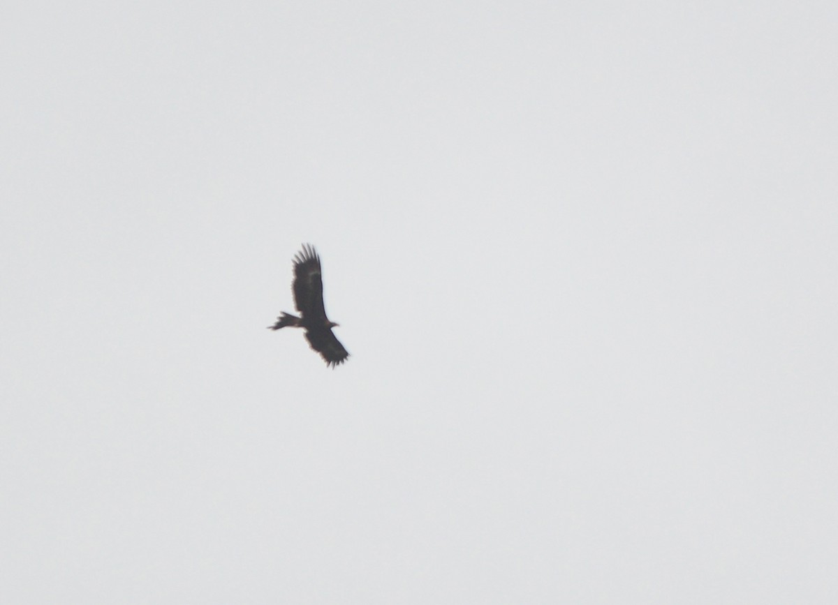 Wedge-tailed Eagle - ML638268888