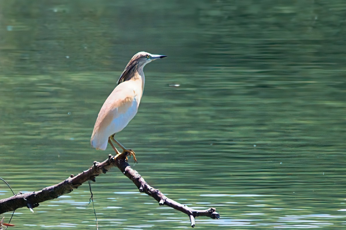 Squacco Heron - ML638268891
