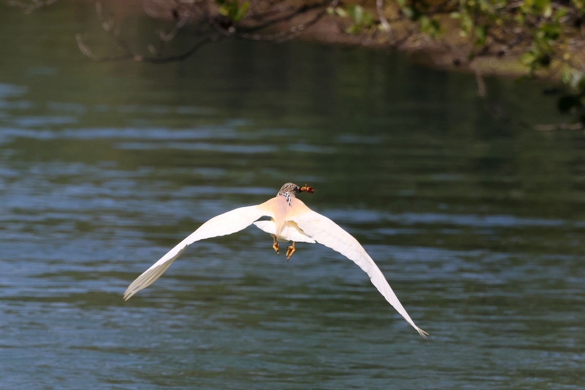 Squacco Heron - ML638268892