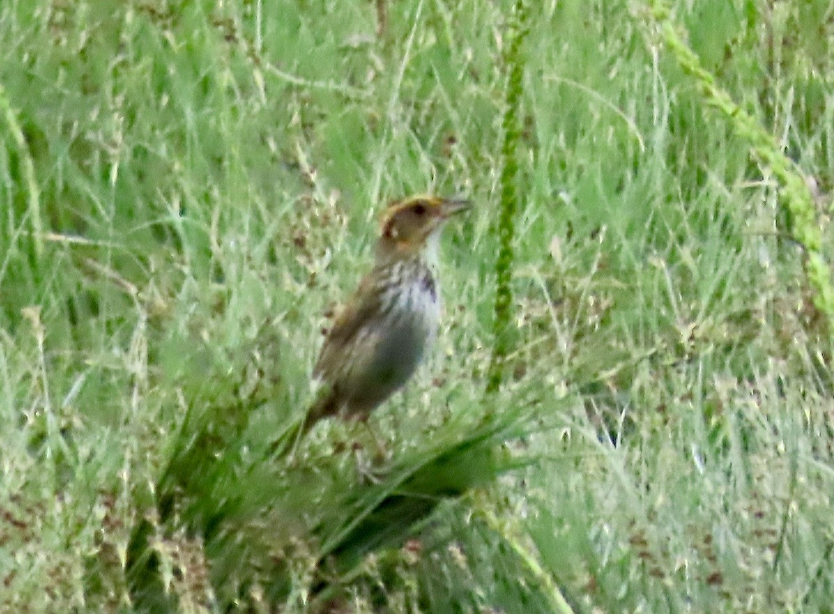 Saltmarsh Sparrow - ML638268894
