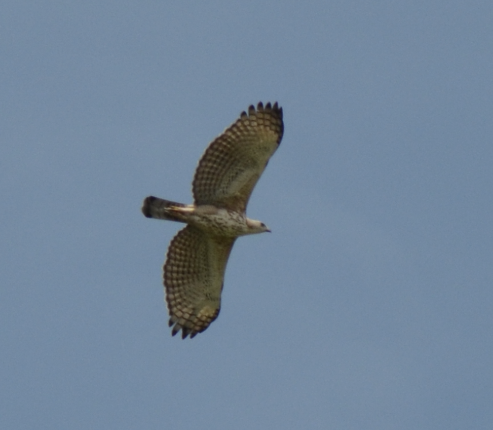 Changeable Hawk-Eagle - ML638268911