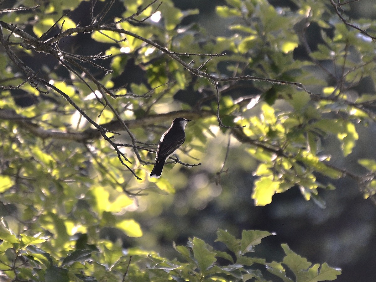 Eastern Kingbird - ML638268912