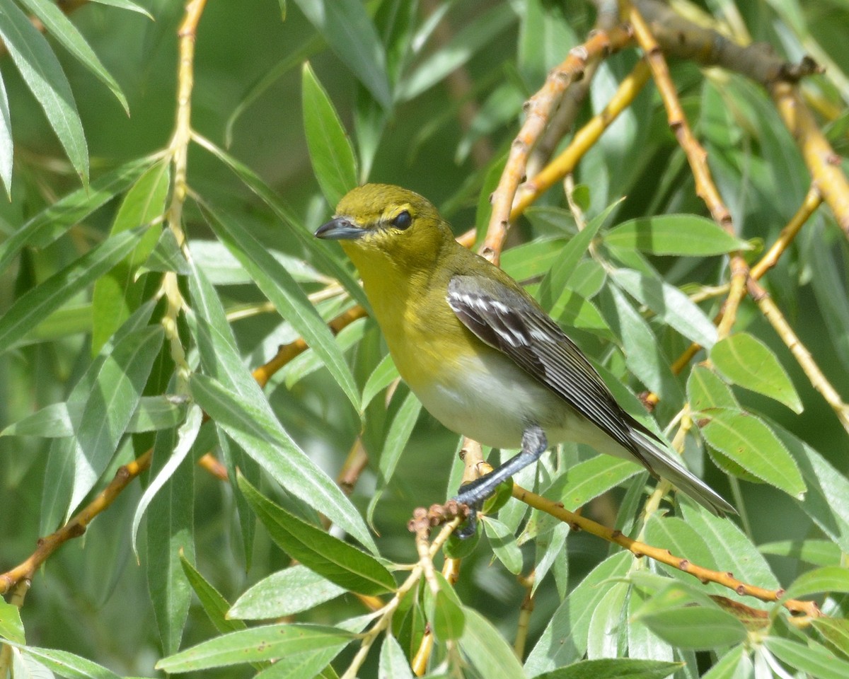 Sarı Gerdanlı Vireo - ML638268913