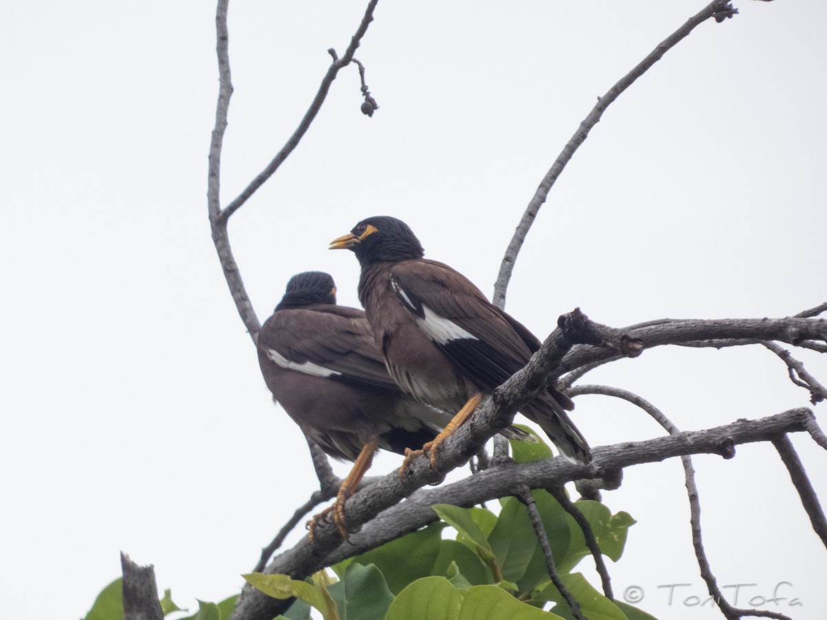 Common Myna - ML638268918