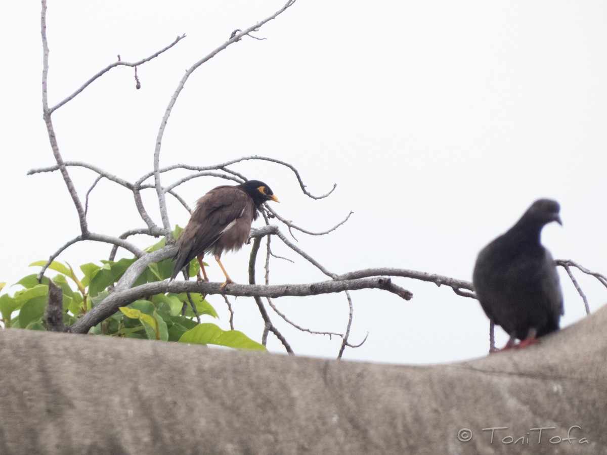 Common Myna - ML638268919
