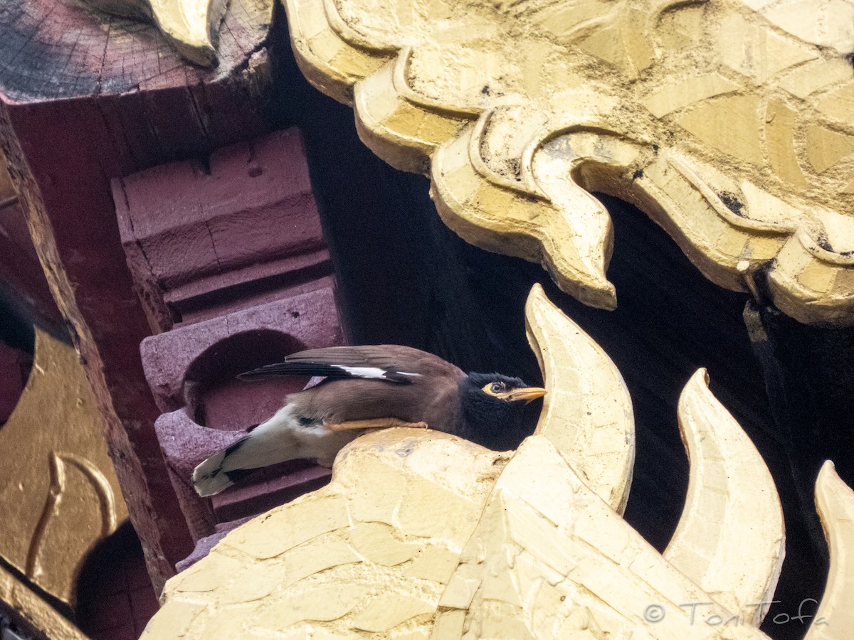 Common Myna - ML638268920