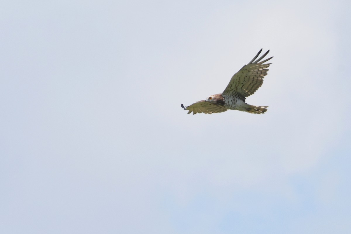 Short-toed Snake-Eagle - ML638268921