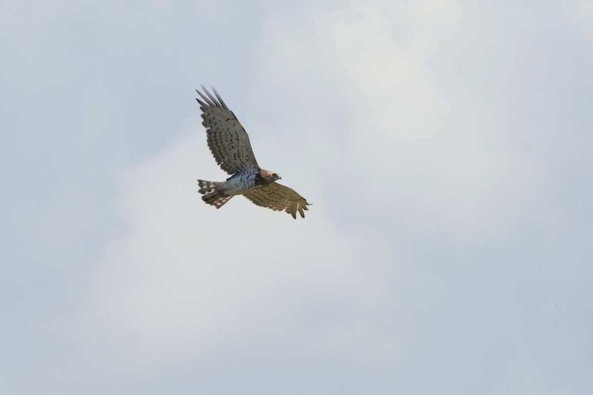 Short-toed Snake-Eagle - ML638268922