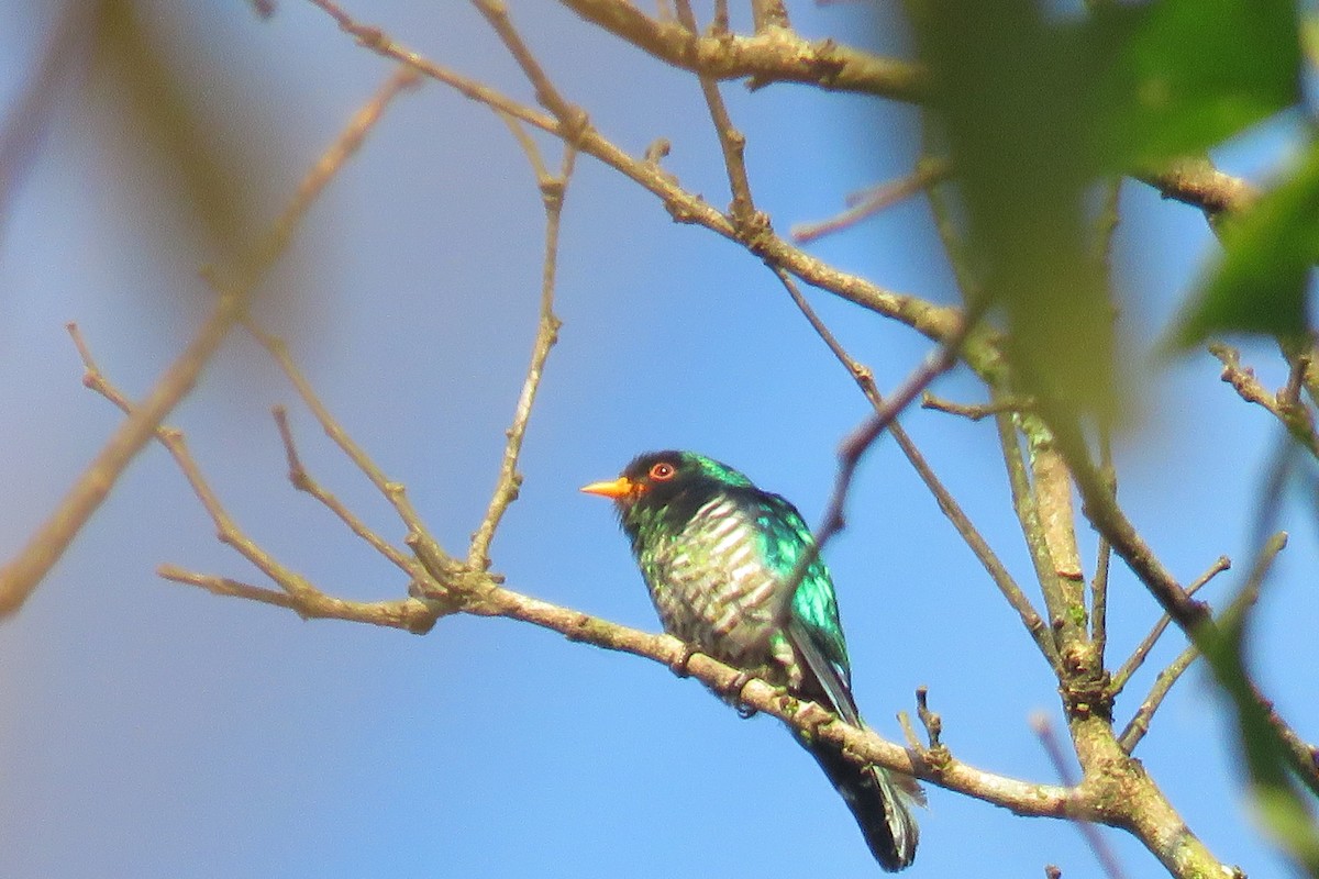 Asian Emerald Cuckoo - ML638268927