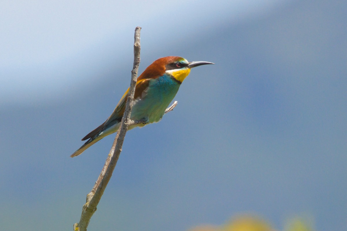 European Bee-eater - ML638268931