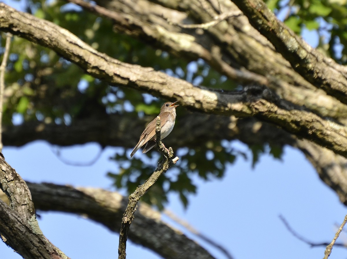 Veery - ML638268933