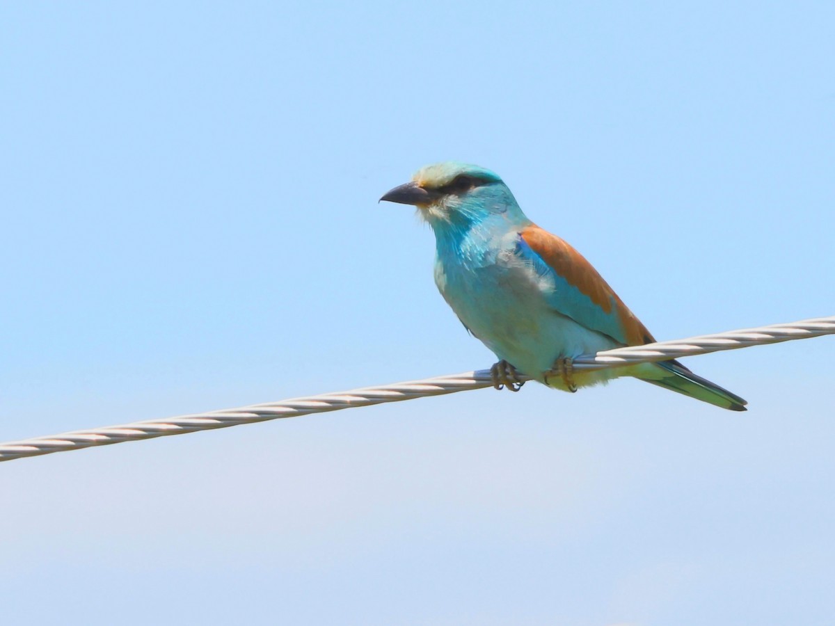 European Roller - ML638268937