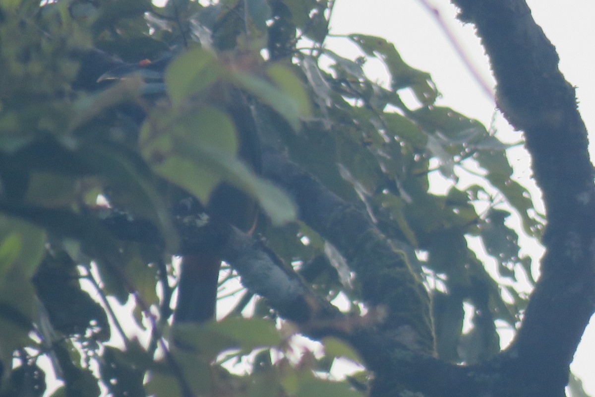 Red-vented Barbet - ML638268971