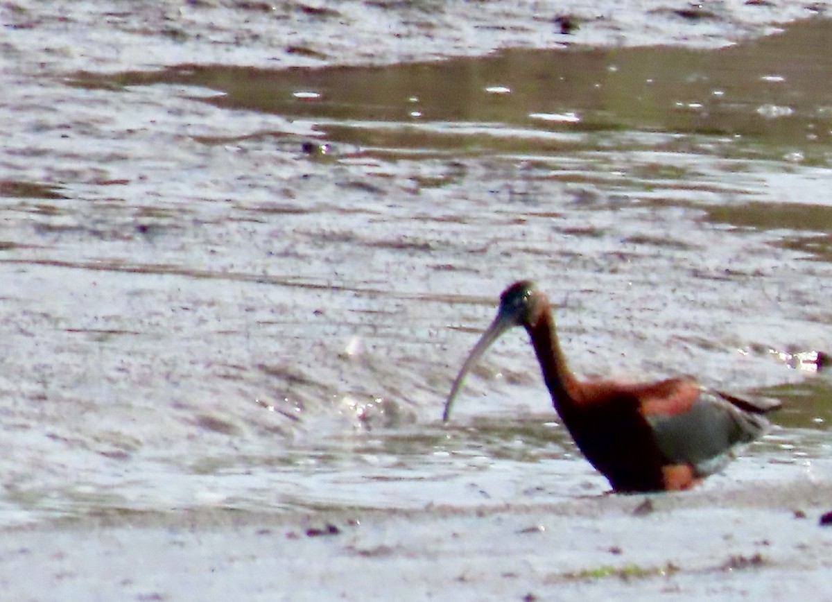 Glossy Ibis - ML638268975