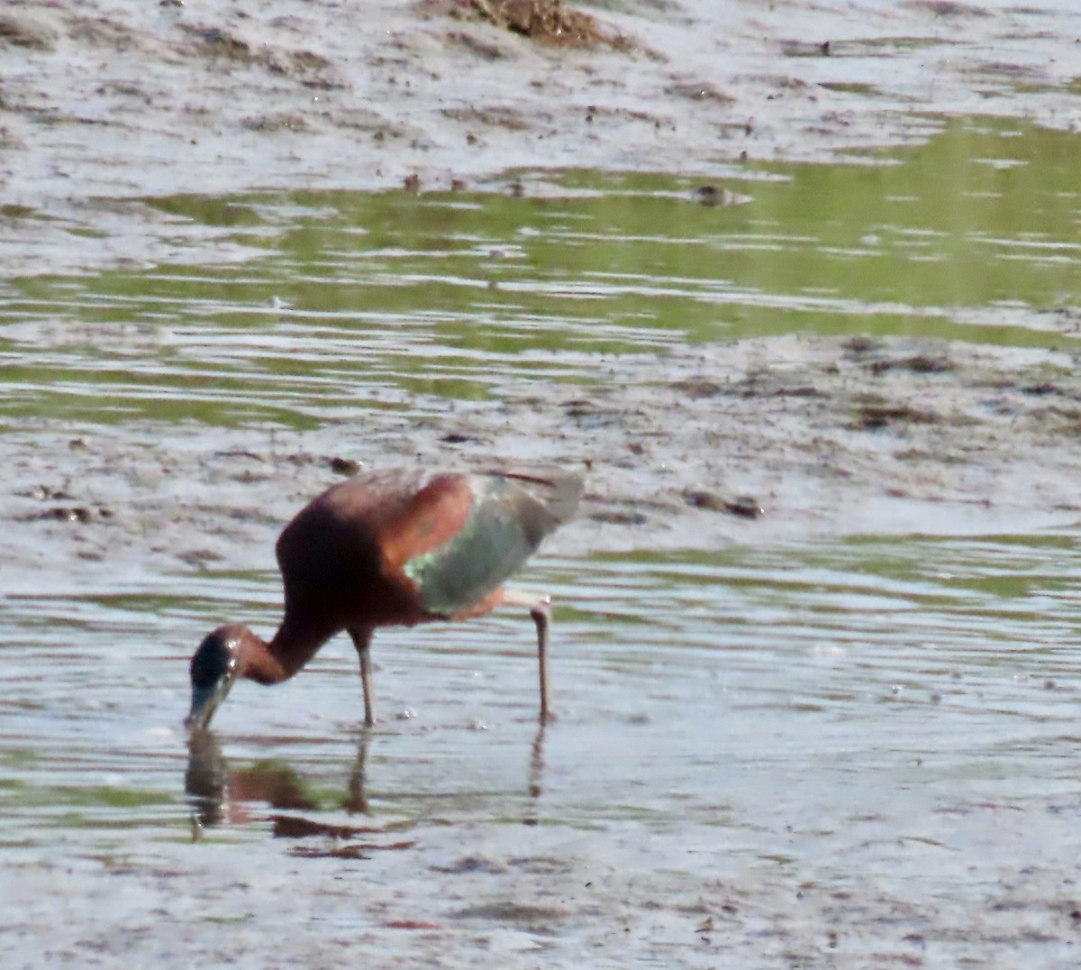 Glossy Ibis - ML638268976