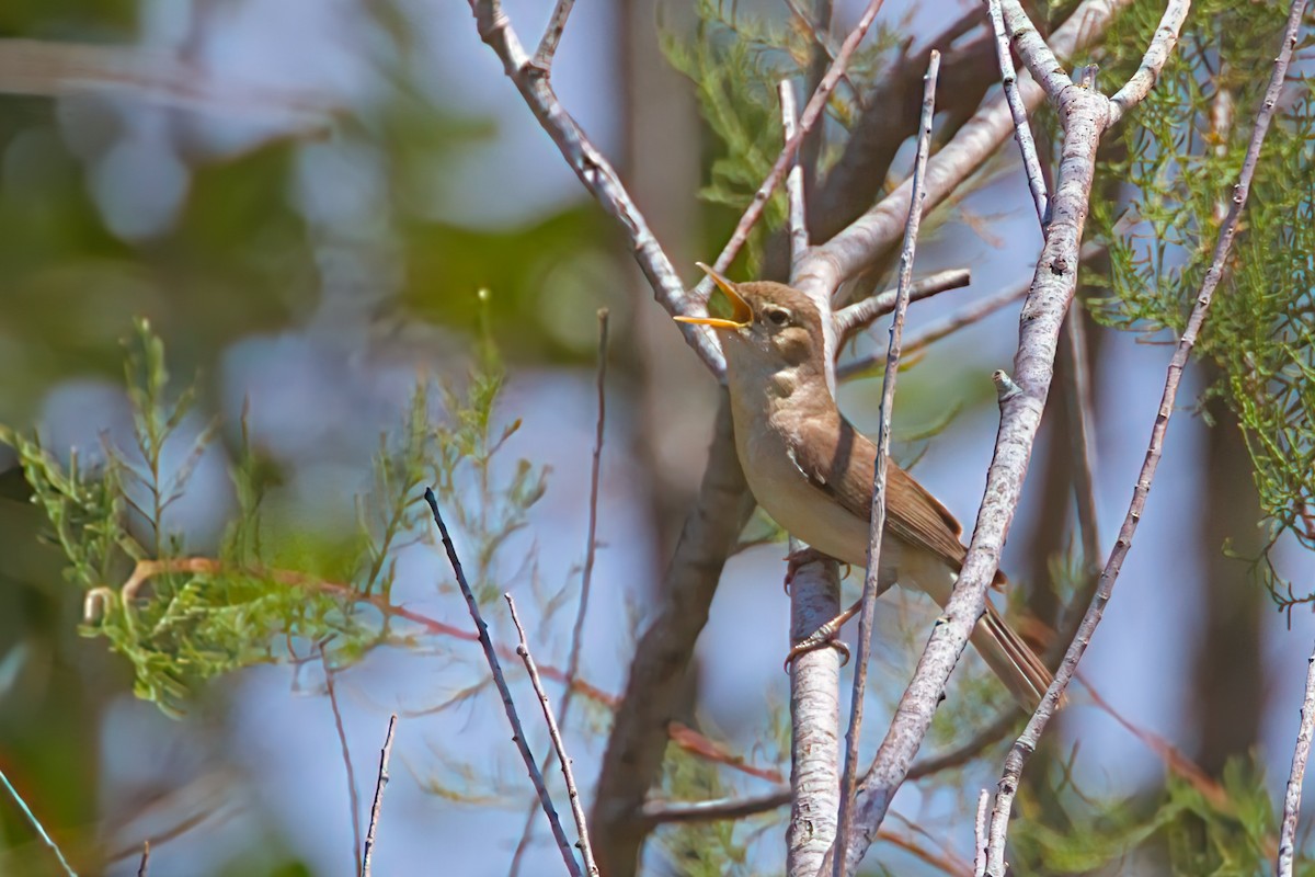 Eastern Olivaceous Warbler - ML638268987