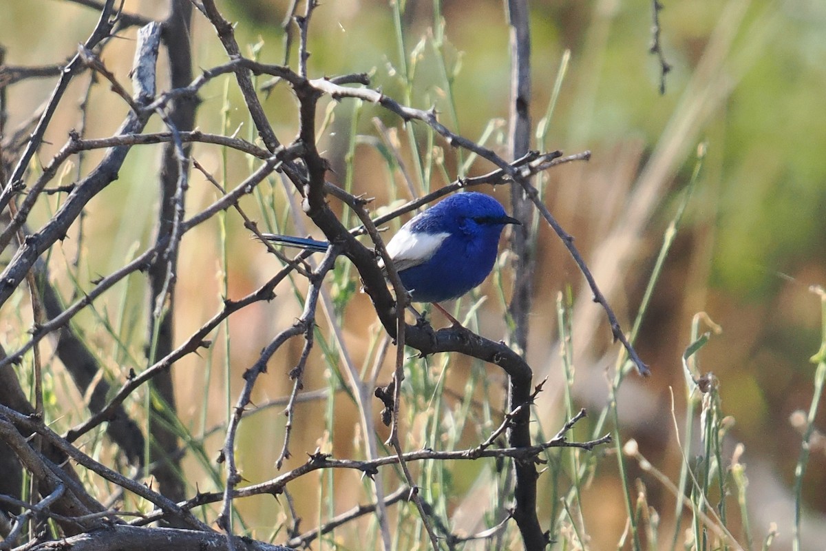 White-winged Fairywren (Blue-and-white) - ML638268988
