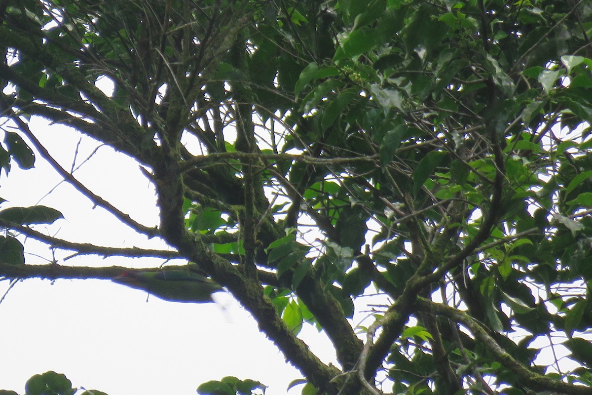 Necklaced Barbet - ML638269006