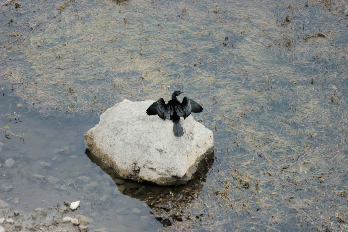 Little Cormorant - ML638269011