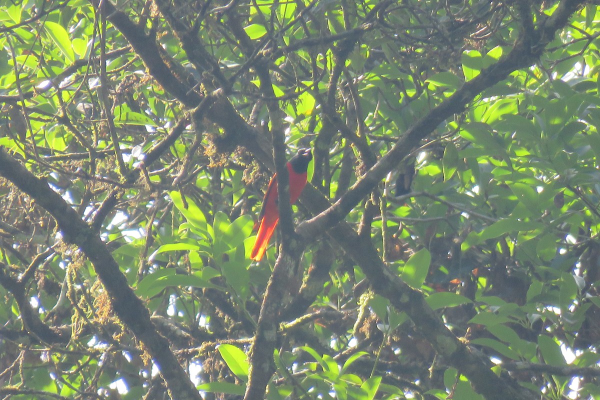 Kırmızı Minivet - ML638269012