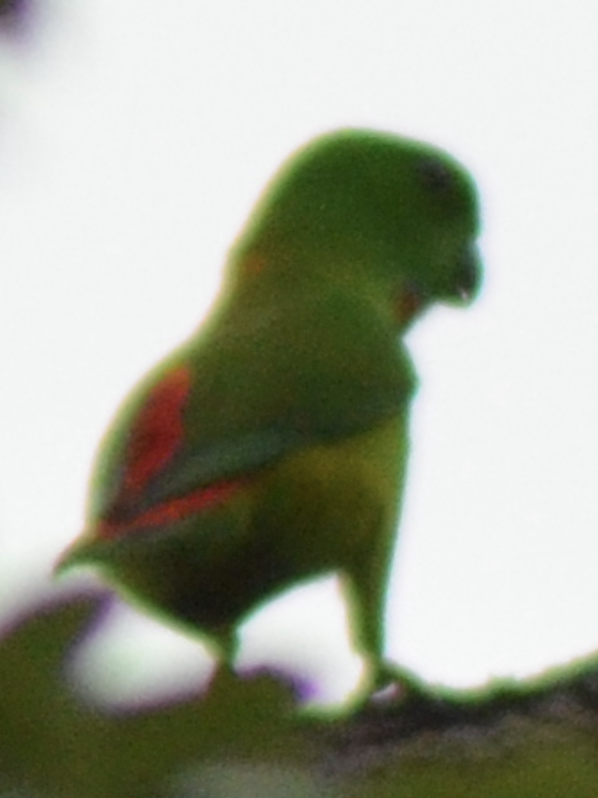 Blue-crowned Hanging-Parrot - ML638269019
