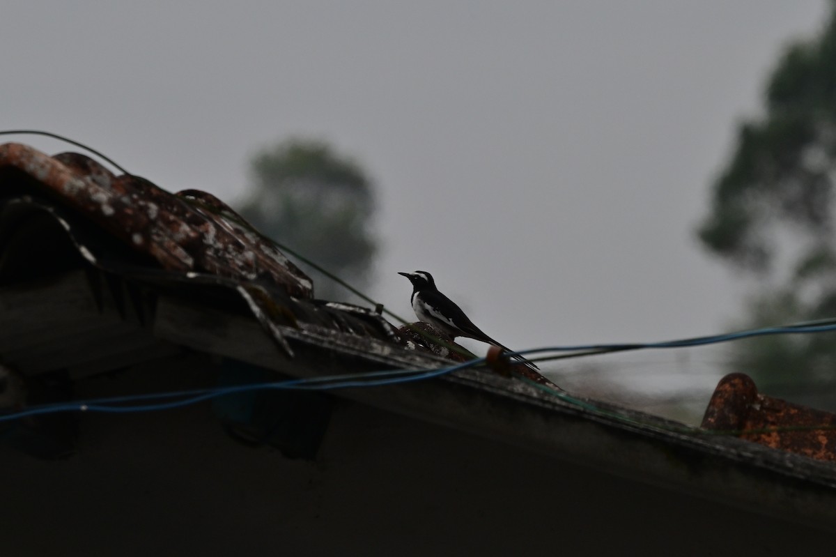 White-browed Wagtail - ML638269020