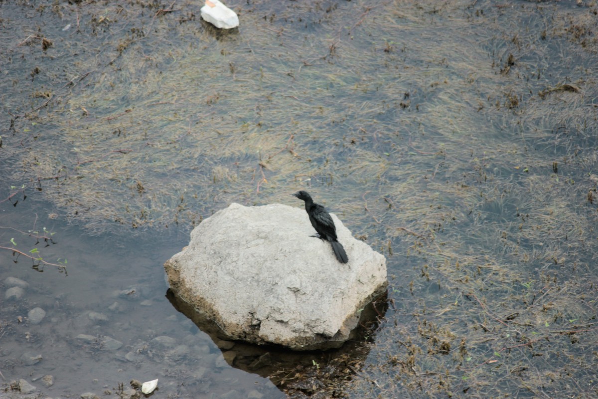 Little Cormorant - ML638269029