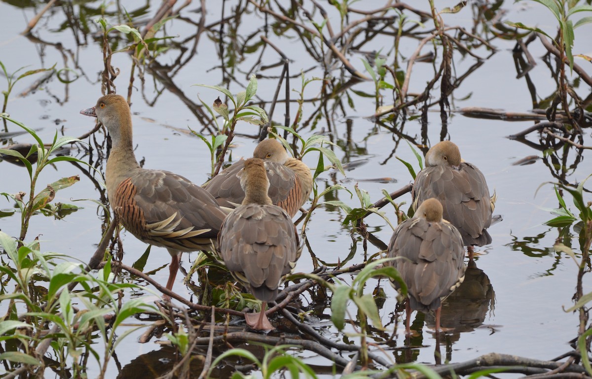 Plumed Whistling-Duck - ML638269031