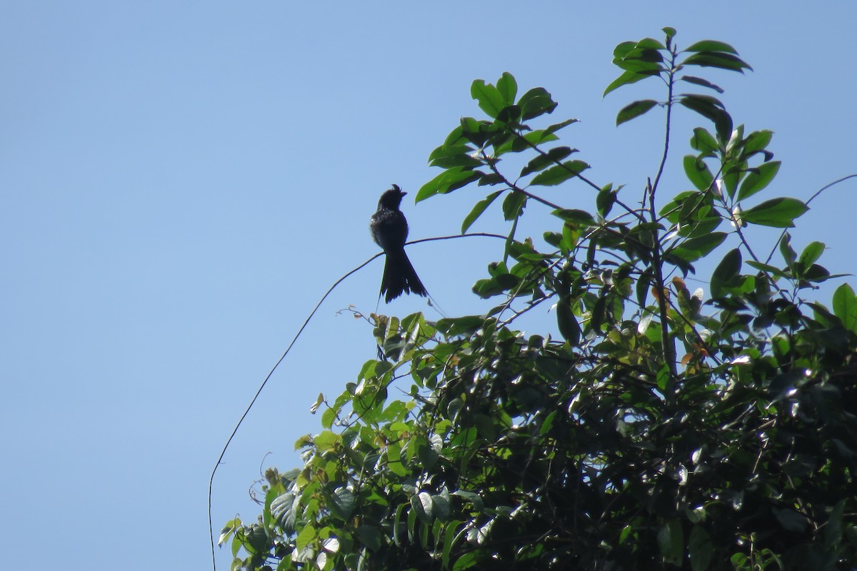 Greater Racket-tailed Drongo - ML638269034
