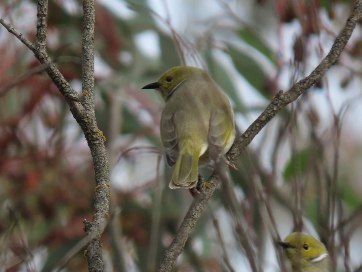 White-plumed Honeyeater - ML638269036