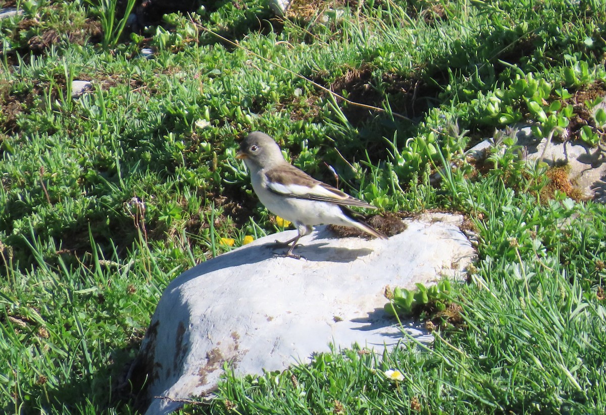 White-winged Snowfinch - ML638269046