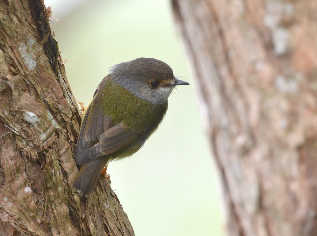 Pale-yellow Robin - ML638269047