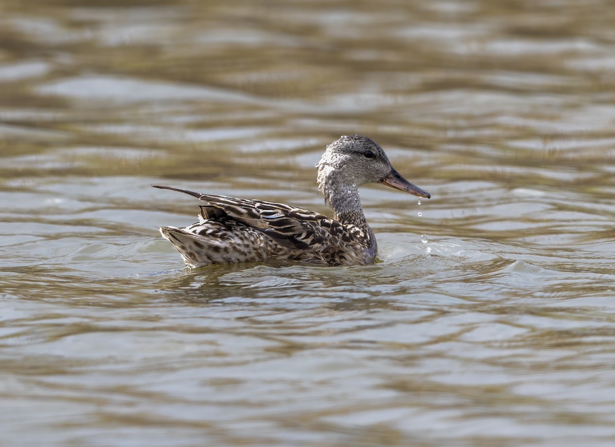 Gadwall - ML638269052