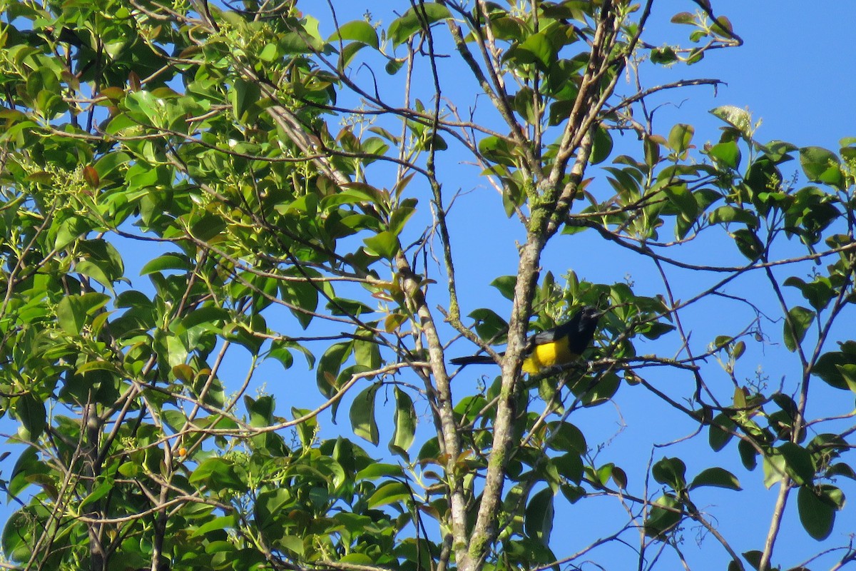 Sultan Tit - ML638269053