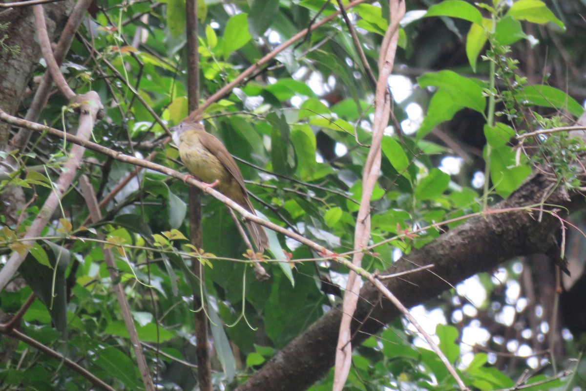 Puff-throated Bulbul - ML638269059