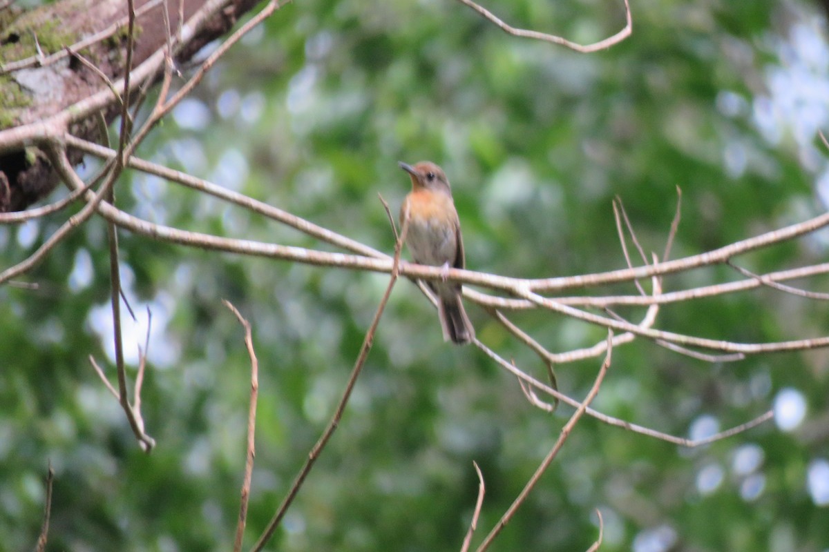 Pale Blue Flycatcher - ML638269061
